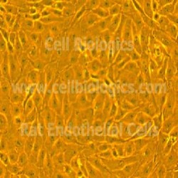 Rat Cell Protein Lysates (0)